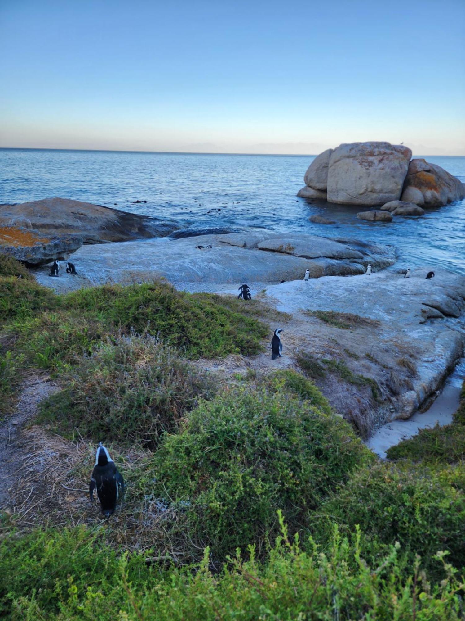 Boulders Blue Bed And Breakfast Simonʼs Town Exteriör bild